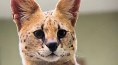 Serval- znížená verzia gepartu